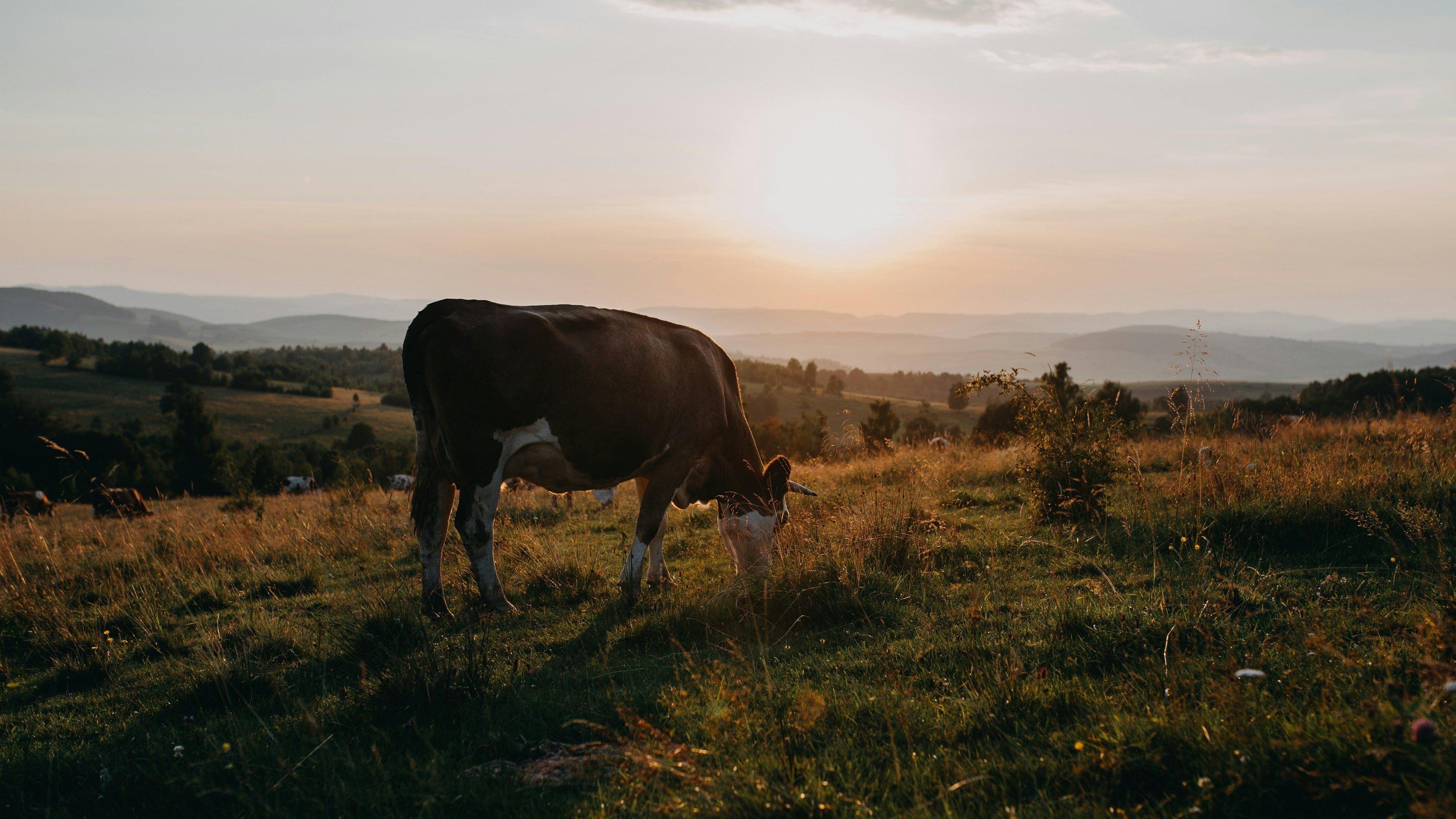 Cow grazing in a field with a sunset in the background