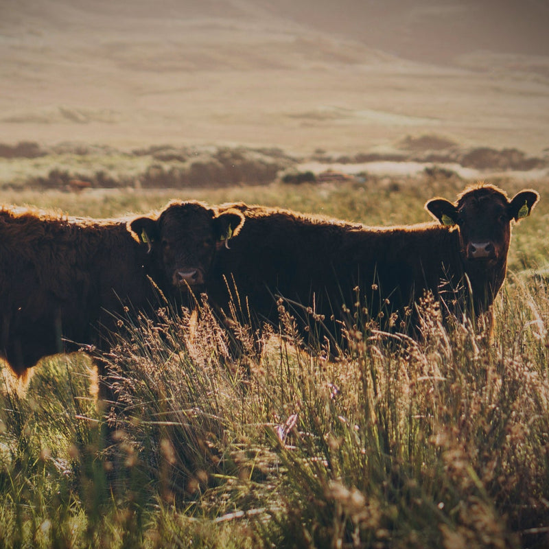 Free-range grass-fed cattle raised on natural pasture in South Africa